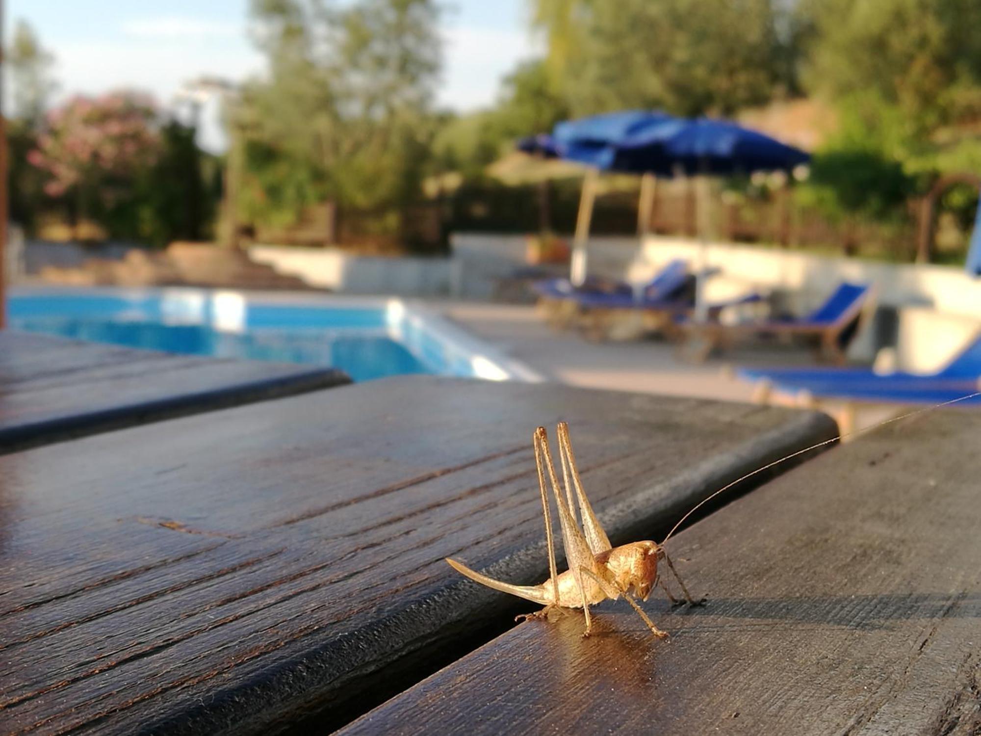 Agriturismo Cornieto Monteleone dʼOrvieto エクステリア 写真