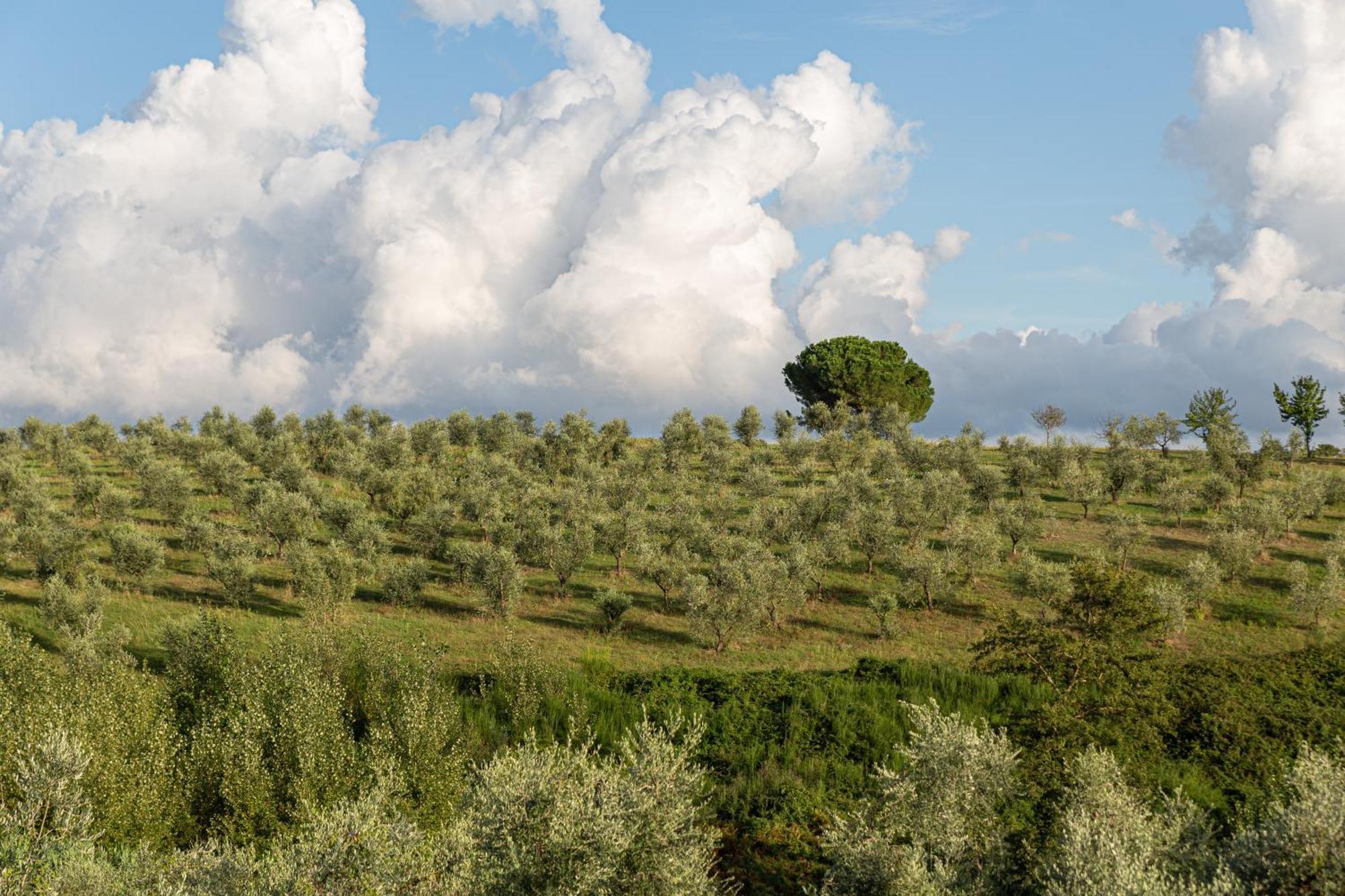 Agriturismo Cornieto Monteleone dʼOrvieto エクステリア 写真