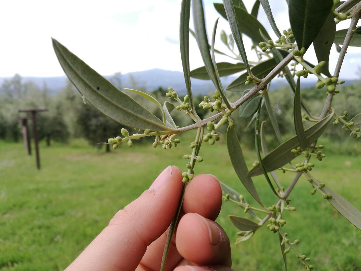 Agriturismo Cornieto Monteleone dʼOrvieto エクステリア 写真
